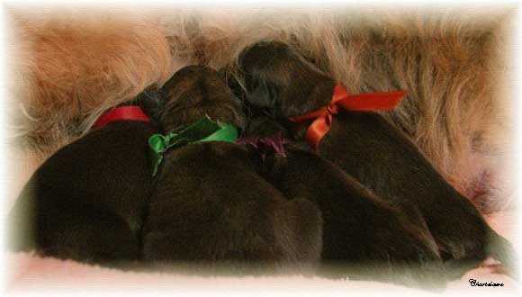 Les bébés leonberg d'Amélie Floreal des Neiges de Chantelouve