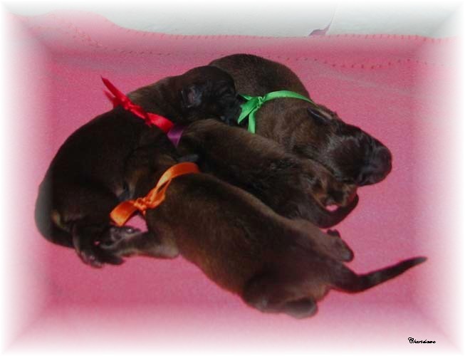 Les premiers jours des bébés leonberg Fructidor des Neiges de Chantelouve