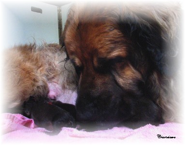 Les premiers jours des bébés leonberg Fructidor des Neiges de Chantelouve