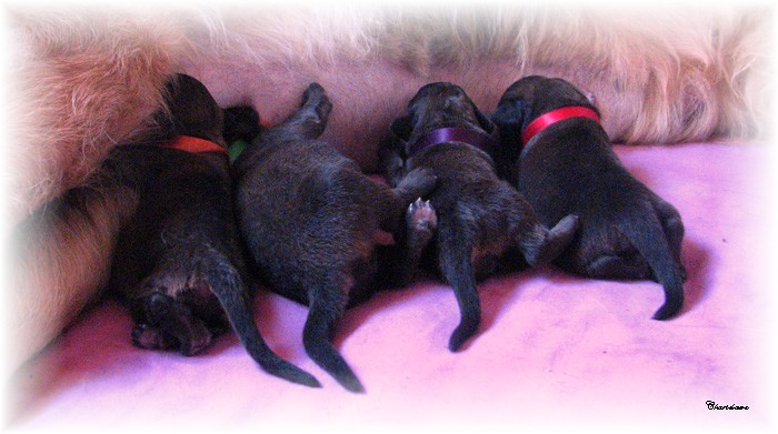 Les premiers jours des bébés leonberg Fructidor des Neiges de Chantelouve