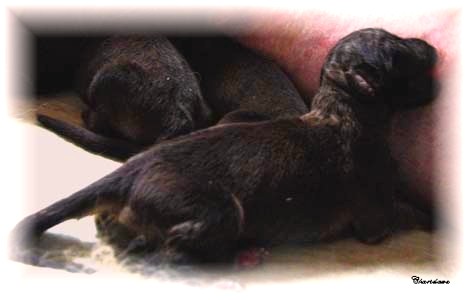 Les premiers jours des bébés leonberg Fructidor des Neiges de Chantelouve