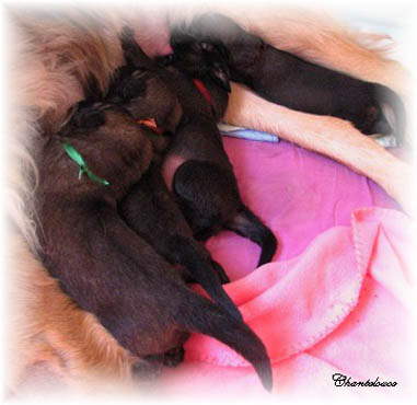 Les premiers jours des bébés leonberg Fructidor des Neiges de Chantelouve