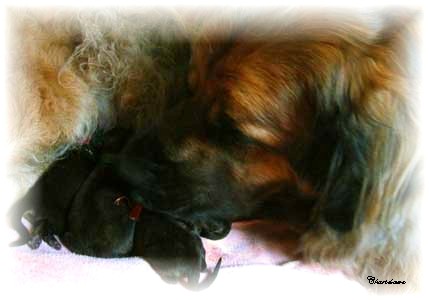 Les premiers jours des bébés leonberg Fructidor des Neiges de Chantelouve