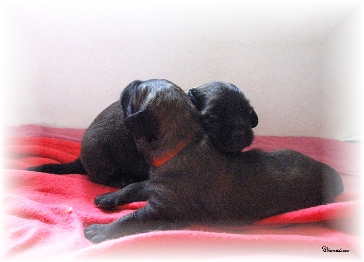 Bébés léos des neiges de Chantelouve