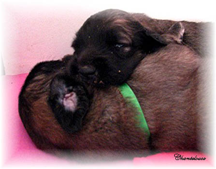 Les premiers jours des bébés leonberg Fructidor des Neiges de Chantelouve