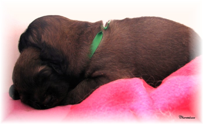 Les premiers jours des bébés leonberg Fructidor des Neiges de Chantelouve