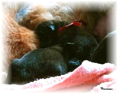 Les premiers jours des bébés leonberg Fructidor des Neiges de Chantelouve