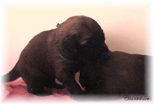 Les premiers jours des bébés leonberg Fructidor des Neiges de Chantelouve