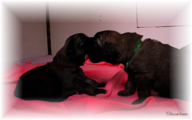 Les premiers jours des bébés leonberg Fructidor des Neiges de Chantelouve