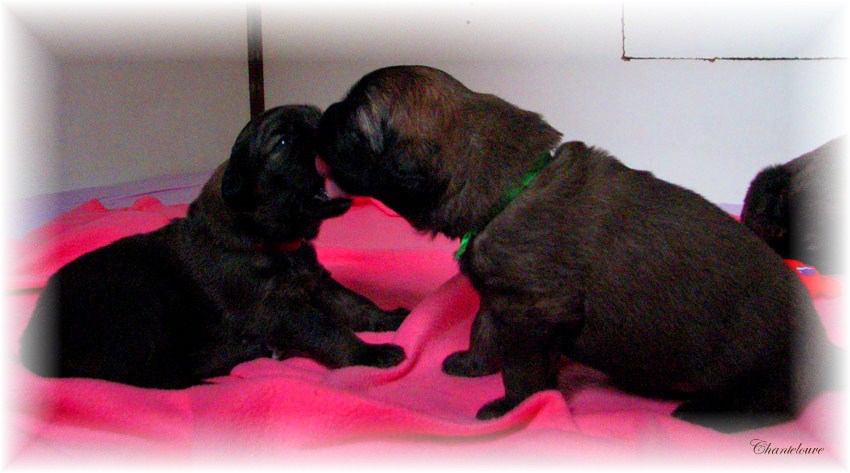 Les premiers jours des bébés leonberg Fructidor des Neiges de Chantelouve