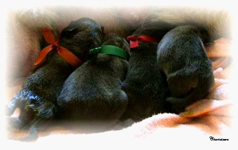 Les premiers jours des bébés leonberg Fructidor des Neiges de Chantelouve