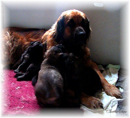 Les premiers jours des bébés leonberg Fructidor des Neiges de Chantelouve