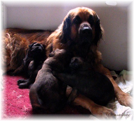 Les premiers jours des bébés leonberg Fructidor des Neiges de Chantelouve