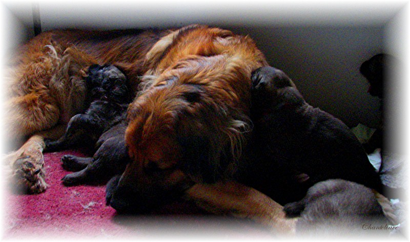 Les premiers jours des bébés leonberg Fructidor des Neiges de Chantelouve