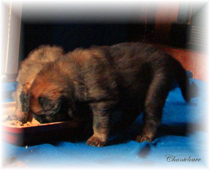 Les premiers jours des bébés leonberg Fructidor des Neiges de Chantelouve