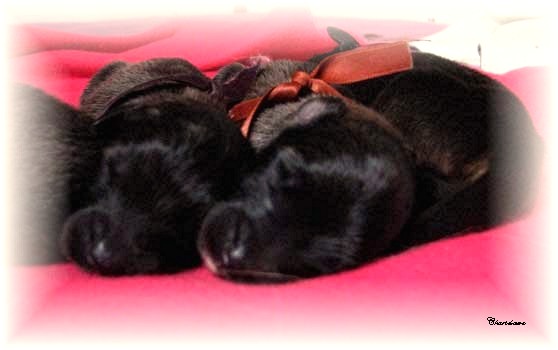 Les premiers jours des bébés leonberg Fructidor des Neiges de Chantelouve
