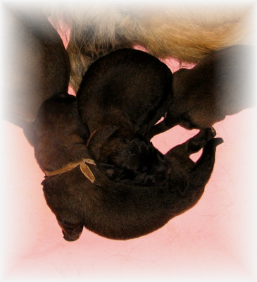 Les premiers jours des bébés leonberg Fructidor des Neiges de Chantelouve