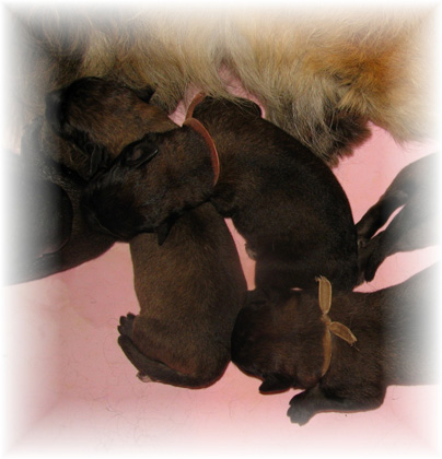 Les premiers jours des bébés leonberg Fructidor des Neiges de Chantelouve