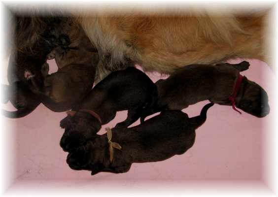 Les premiers jours des bébés leonberg Fructidor des Neiges de Chantelouve