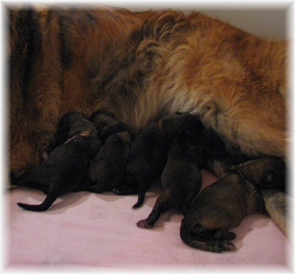Les premiers jours des bébés leonberg Fructidor des Neiges de Chantelouve