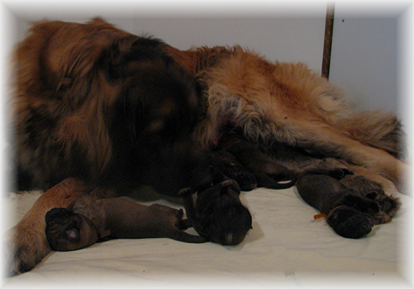 Les premiers jours des bébés leonberg Fructidor des Neiges de Chantelouve