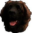 Leonberg Gauthier-Floreal du Bonnie Blue Flag