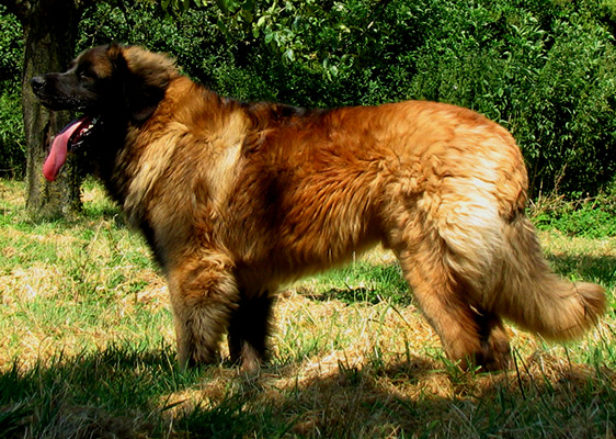 Leonberger Gauthier-Floréal du Bonnie Blue Flag, meilleur mâle à Najac en 2013 Leonberger Gauthier-Floréal du Bonnie Blue Flag, meilleur mâle à Najac en 2013