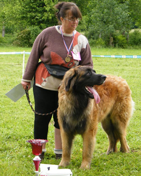 Leonberger Gauthier-Floréal du Bonnie Blue Flag, meilleur mâle à Najac en 2013 Leonberger Gauthier-Floréal du Bonnie Blue Flag, meilleur mâle à Najac en 2013