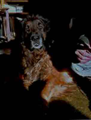 Gavroche en dcembre 2001