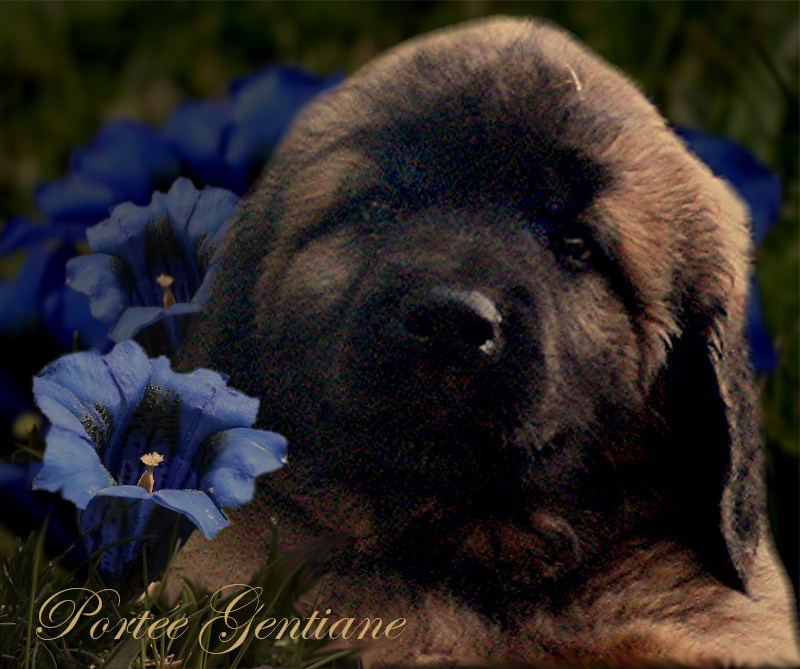 Naissance des chiots Leonberg Trolle des Neiges de Chantelouve