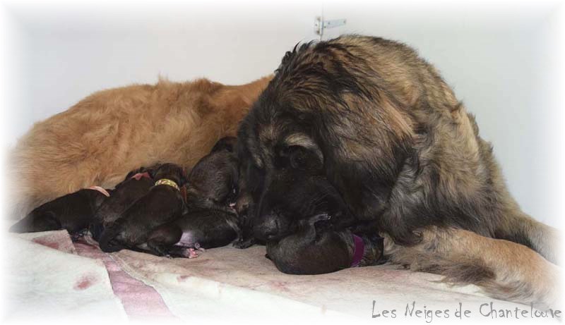 Nos chiots leonberg Gentiane