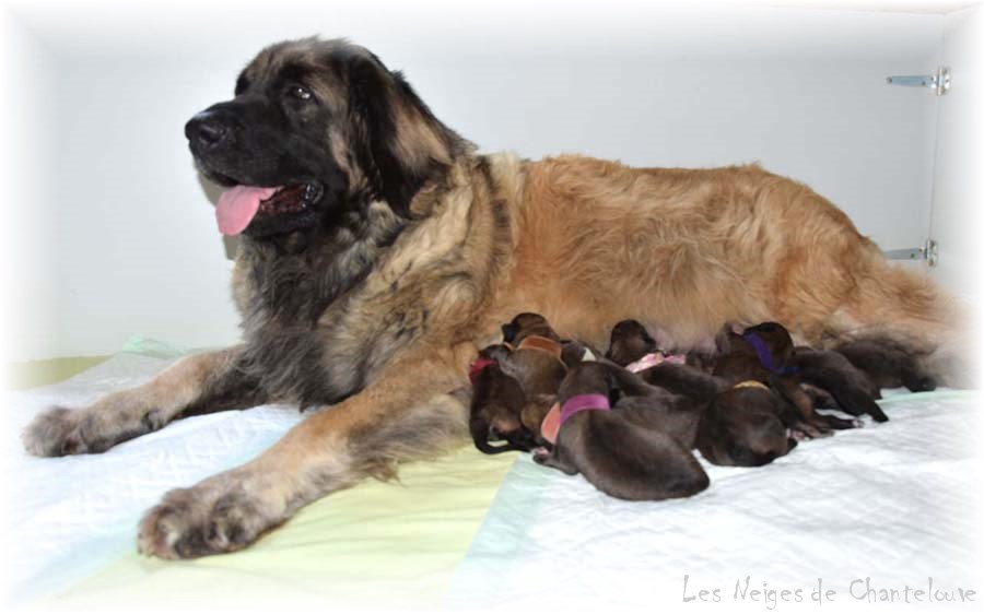 Nos chiots leonberg Gentiane