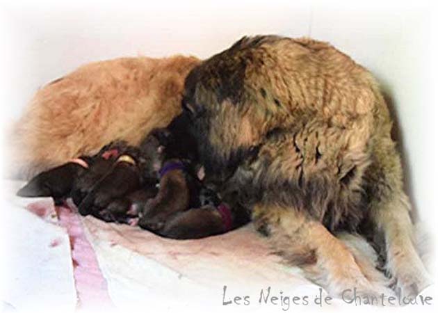 Nos chiots leonberg Gentiane