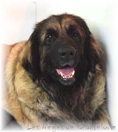 Fanny-Brumaire des Neiges de Chantelouve, maman de nos chiots leonberg Coquelicot