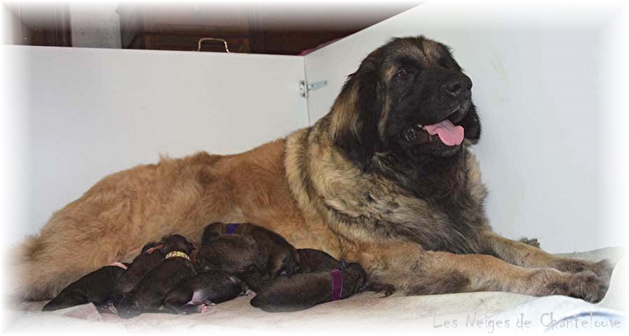 Nos chiots leonberg Gentiane