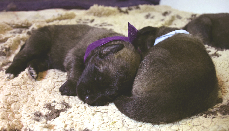 Nos chiots leonberg Gentiane