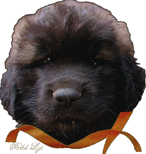 Leonberger, Ivelin-Germinal des Neiges de Chantelouve dit Iahel