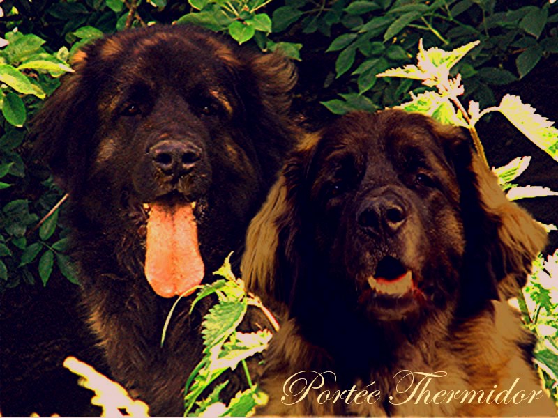 Naissance des chiots Leonberg Brumaire des Neiges de Chantelouve