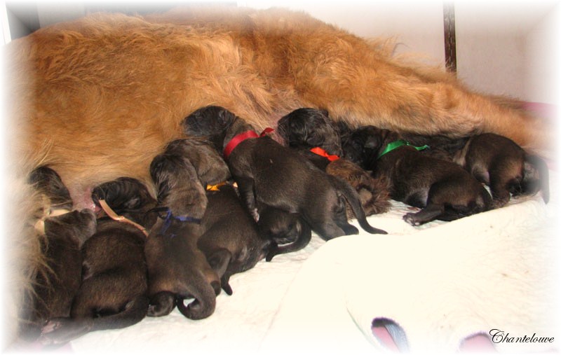 Leonberger Germinal des Neiges de Chantelouve