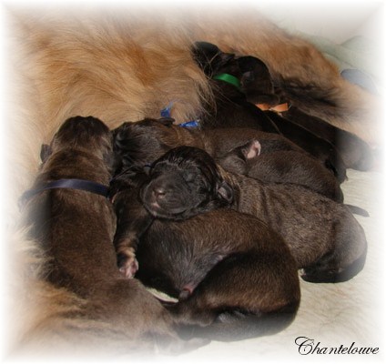 Leonberger Germinal des Neiges de Chantelouve