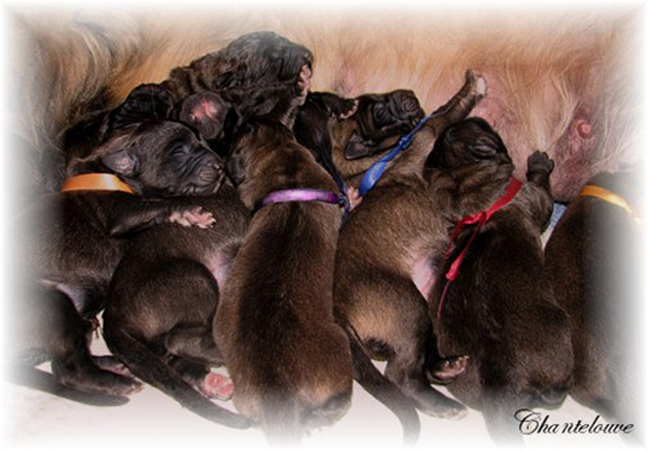 Leonberger Germinal des Neiges de Chantelouve