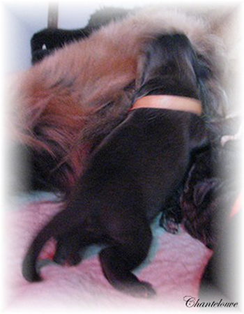 Leonberger Germinal des Neiges de Chantelouve