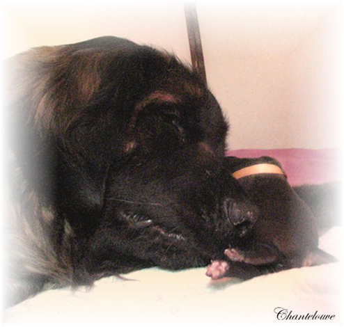 Leonberger Germinal des Neiges de Chantelouve