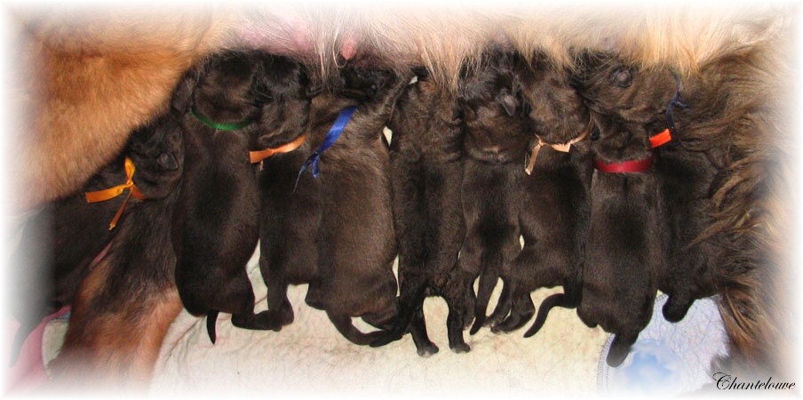 Leonberger Germinal des Neiges de Chantelouve