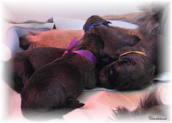 Leonberger Germinal des Neiges de Chantelouve