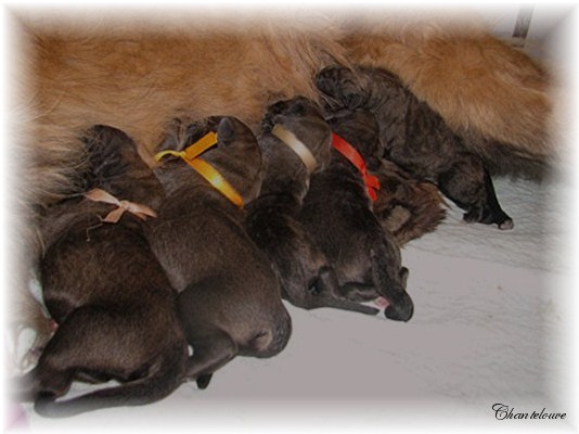 Leonberger Germinal des Neiges de Chantelouve