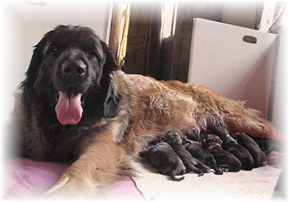 Leonberger Germinal des Neiges de Chantelouve