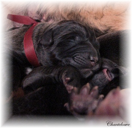 Leonberger Germinal des Neiges de Chantelouve