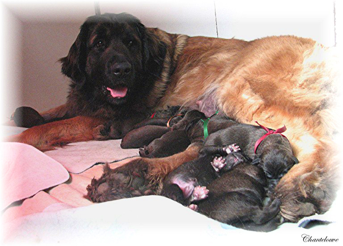Leonberger Germinal des Neiges de Chantelouve