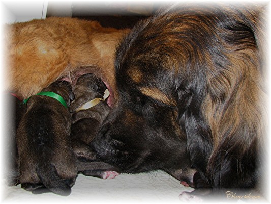 Leonberger Germinal des Neiges de Chantelouve